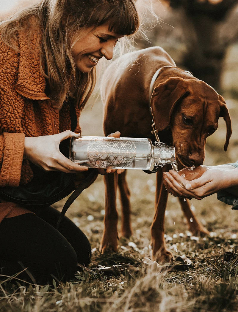 Hund trinkt aus Hand einer Frau